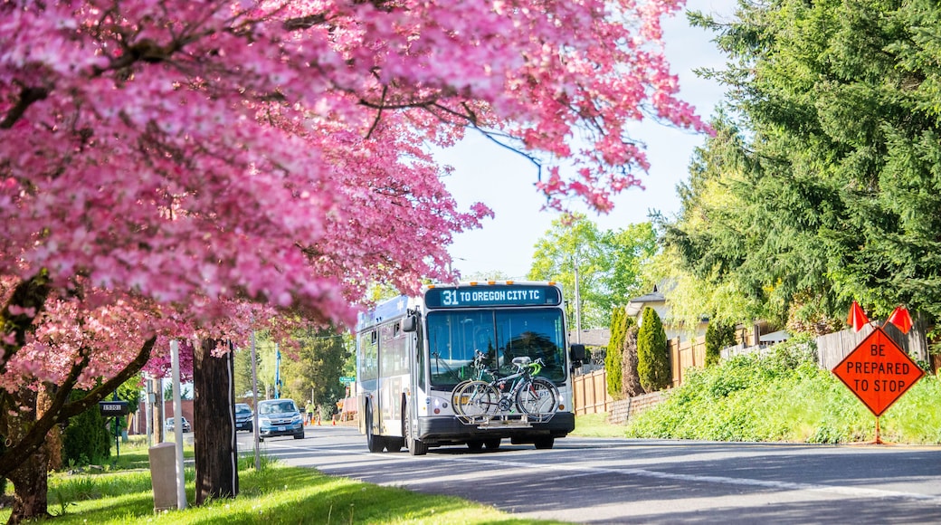 Milwaukie, Oregon, USA - May 10, 2022: Trimet bus travelling on a spring day on its way to Oregon City. Milwaukie is known as The Dogwood City of the West.
