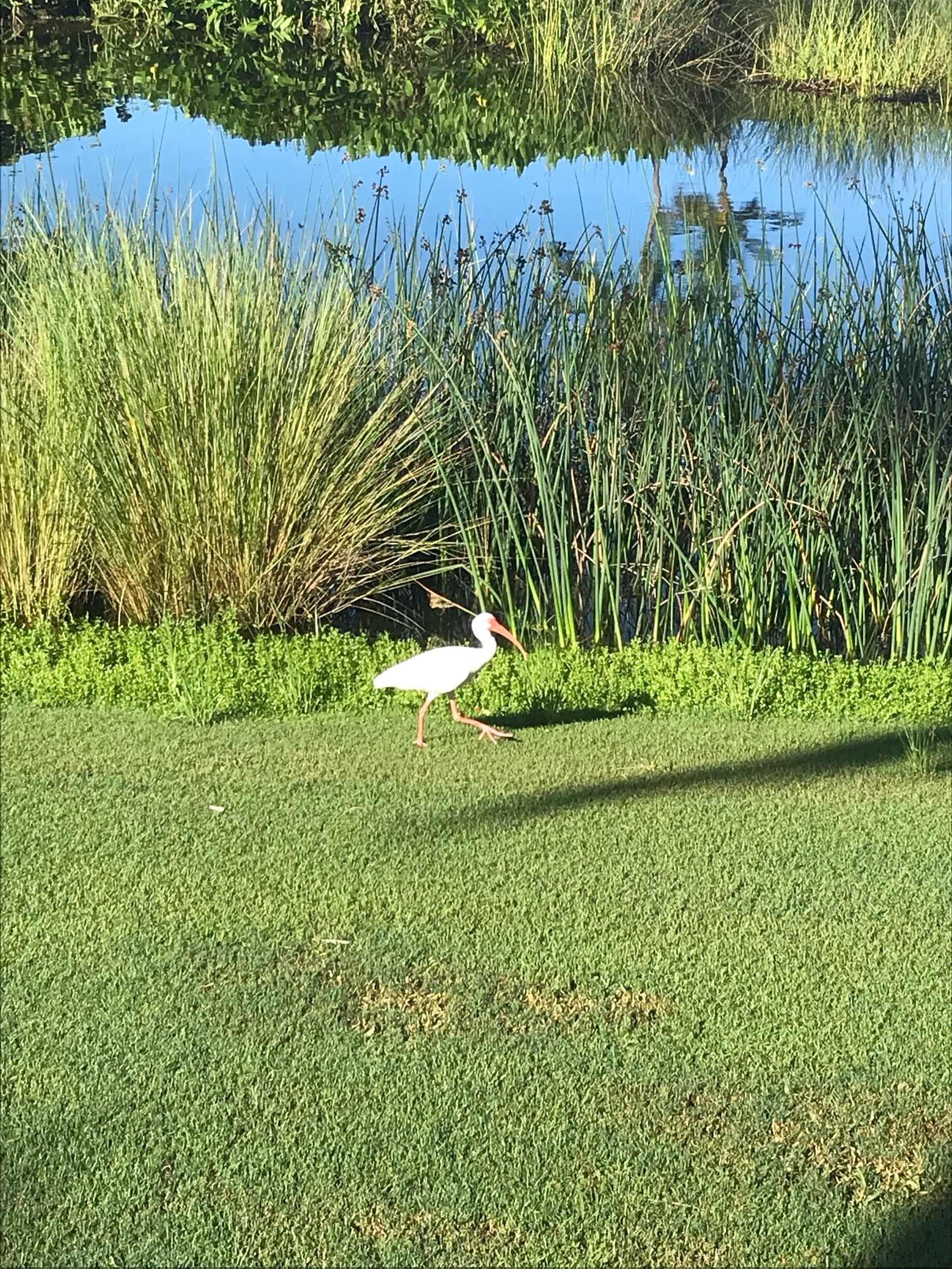 Walked along the golf coarse and spotted this beauty.