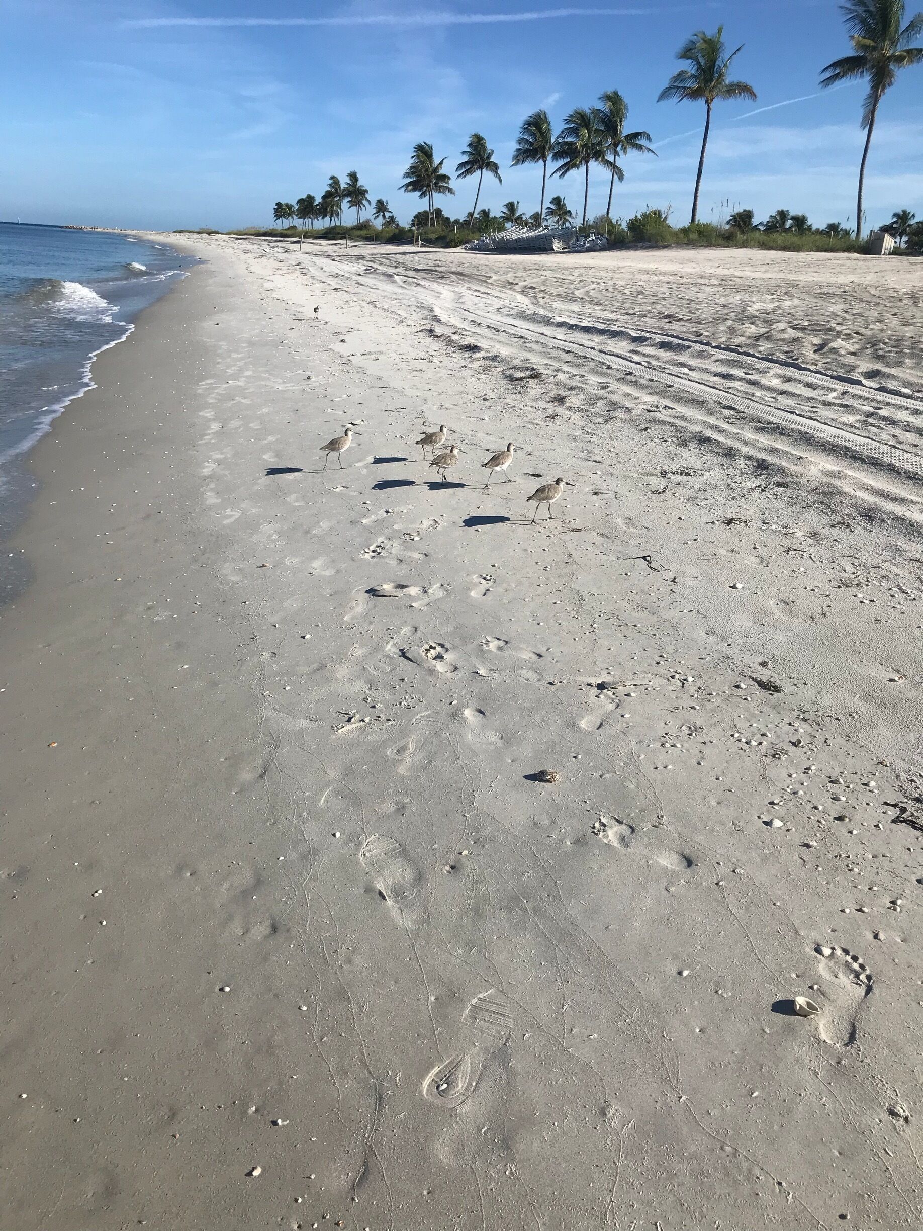 A beautiful beach walk this morning.