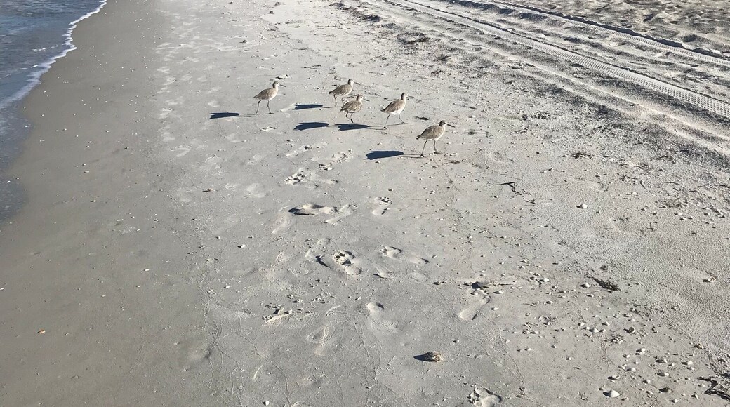 A beautiful beach walk this morning.