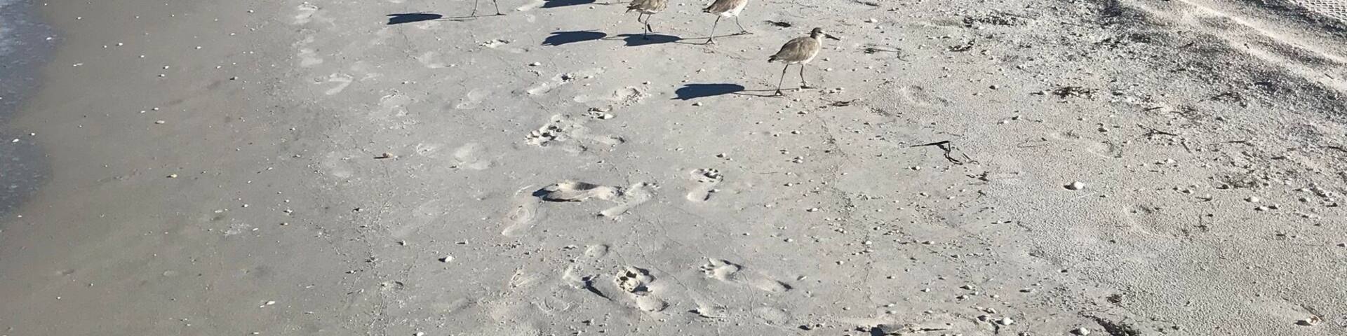 A beautiful beach walk this morning.