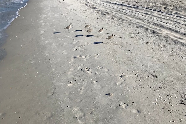 A beautiful beach walk this morning.