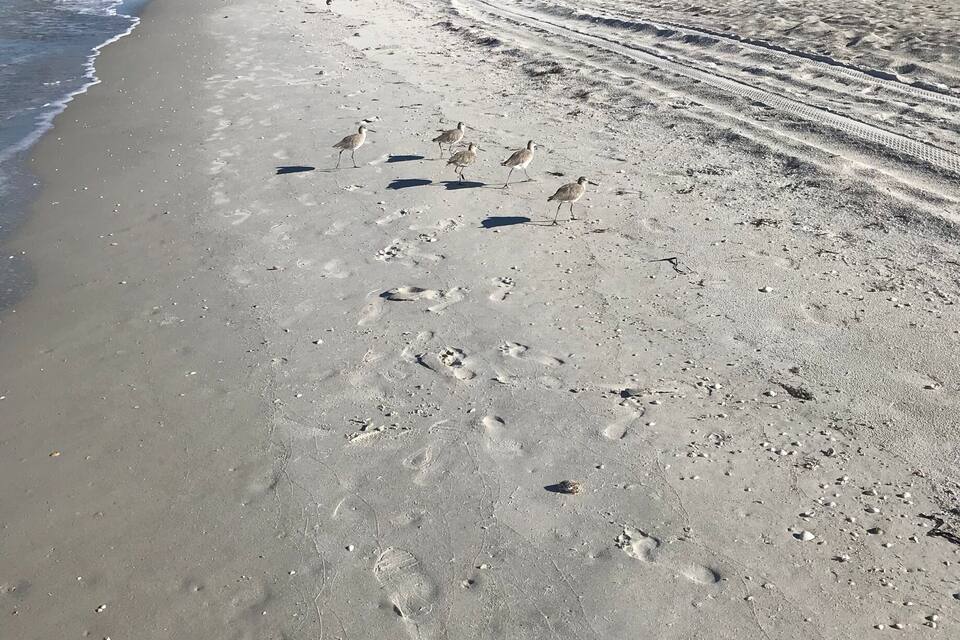 A sandy beach with footprints and tire tracks, palm trees, and a clear sky.