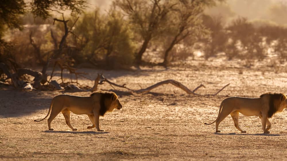 African lion male walking in sand dune at sunrise in Kgalagadi transfrontier park, South Africa; Specie panthera leo family of felidae