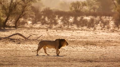 African lion male walking in sand dune at sunrise in Kgalagadi transfrontier park, South Africa; Specie panthera leo family of felidae