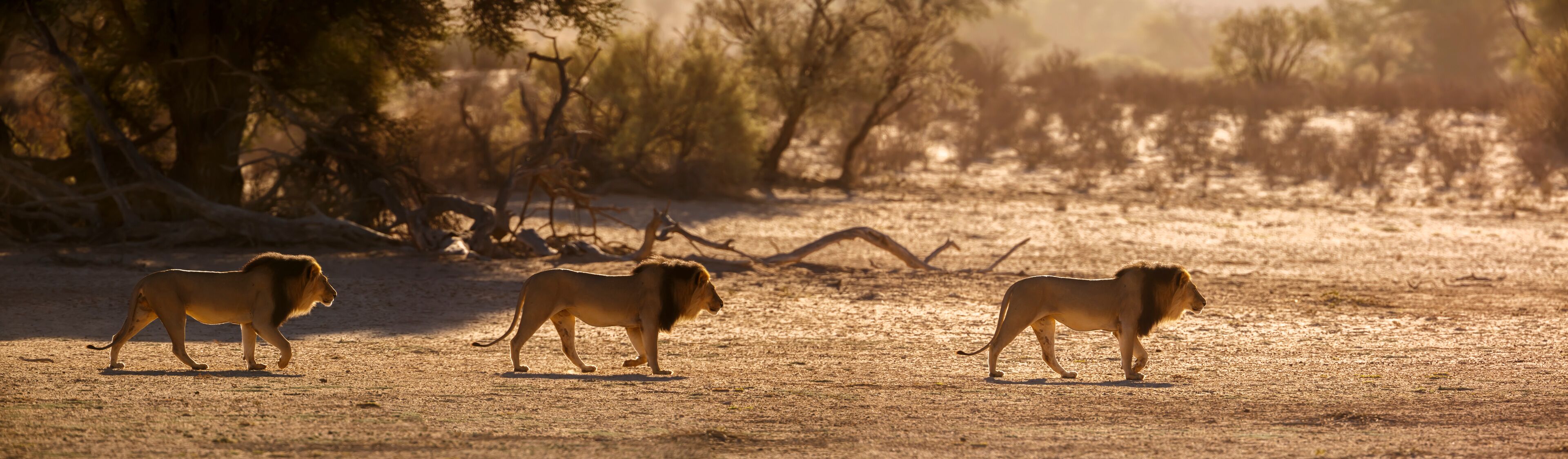 Three lions walking in a dry savannah landscape with sparse trees and a clear sky.