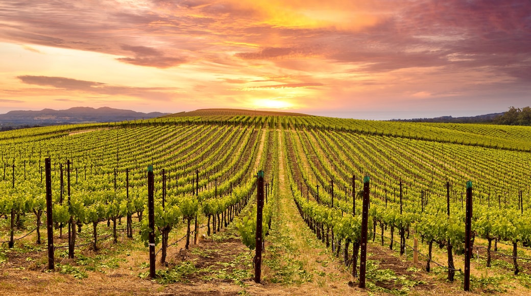 Napa Valley Wine Country Vineyards in Spring and Colorful Sunset