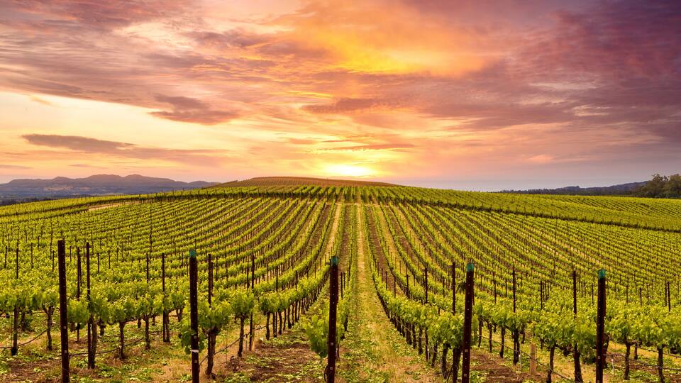 Napa Valley Wine Country Vineyards in Spring and Colorful Sunset