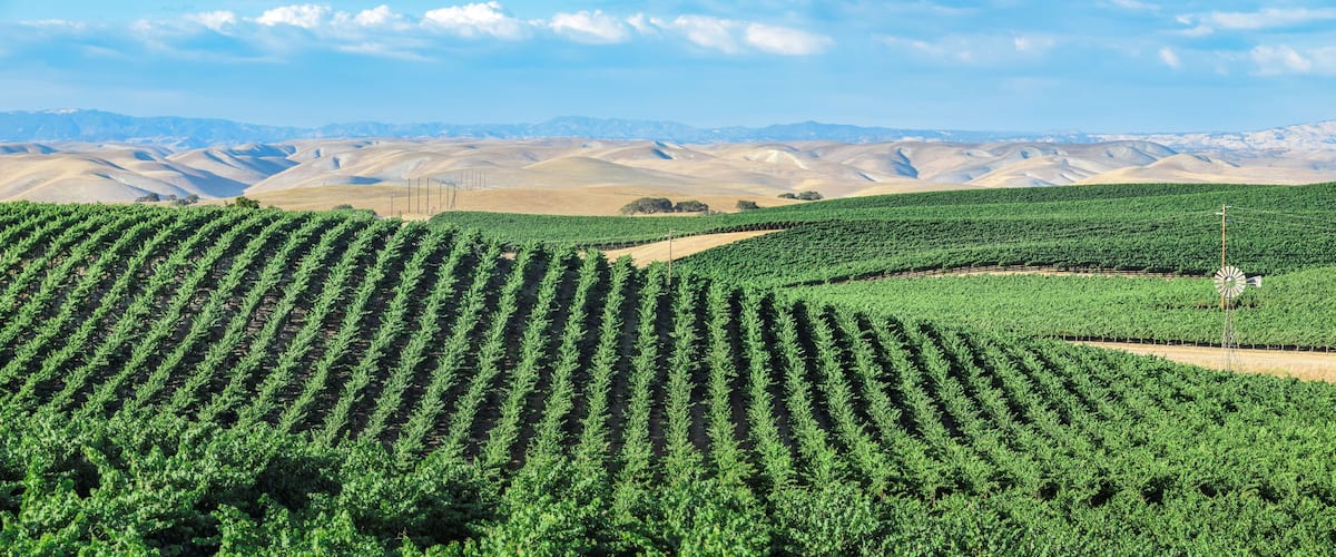 California Vineyards: Rolling hills, valleys, rows of grapevines and wineries are common in the wine country fields of rural Northern and Central California such as Napa, Sonoma and Monterey County.