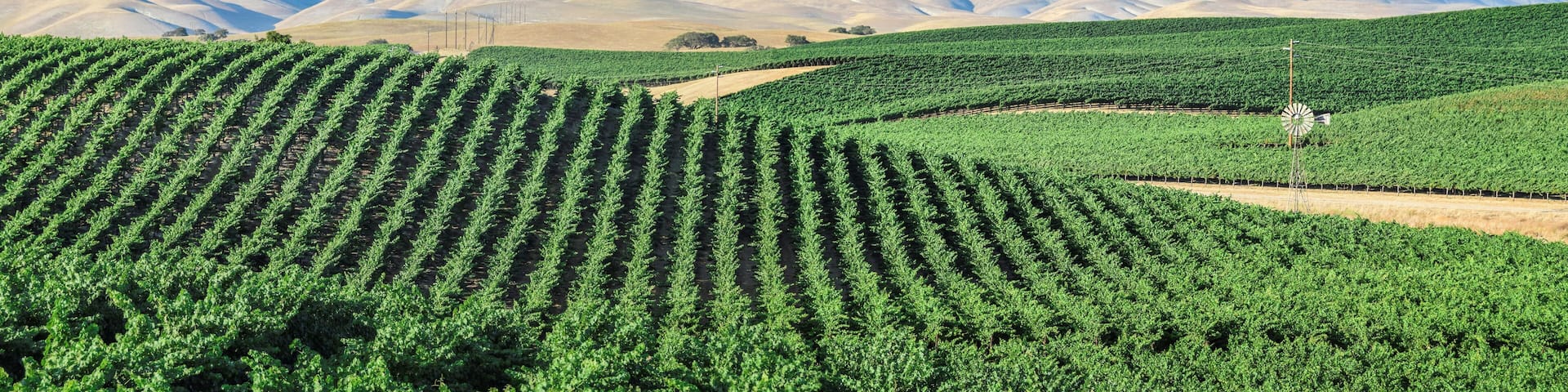 California Vineyards: Rolling hills, valleys, rows of grapevines and wineries are common in the wine country fields of rural Northern and Central California such as Napa, Sonoma and Monterey County.