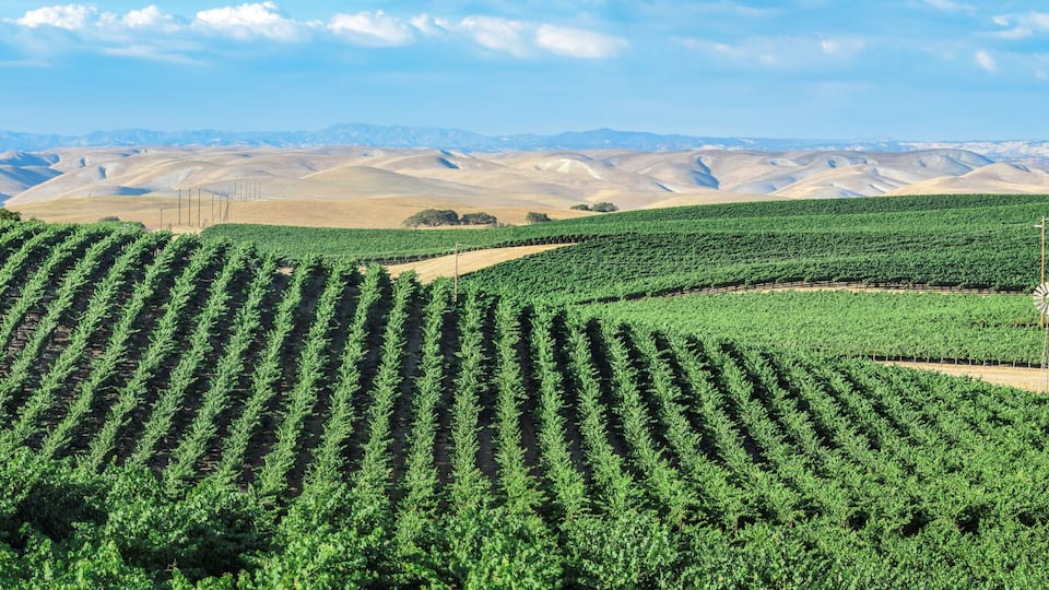 California Vineyards: Rolling hills, valleys, rows of grapevines and wineries are common in the wine country fields of rural Northern and Central California such as Napa, Sonoma and Monterey County.