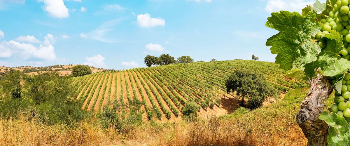 Vineyards with grapevine and hilly tuscan landscape near winery along Chianti wine road in the summer sun, Tuscany Italy Europe
