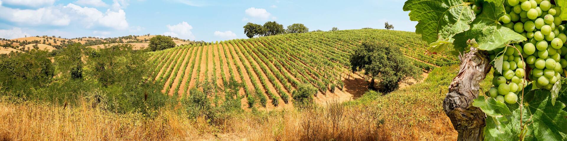 Vineyards with grapevine and hilly tuscan landscape near winery along Chianti wine road in the summer sun, Tuscany Italy Europe