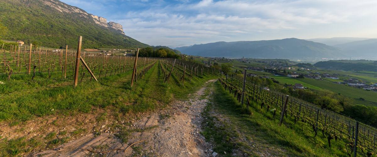 Cultivated fields in Eppan in Trentino Alto Adige in northern Italy. Vineyards and apple trees are the main branch of the economy in this area.