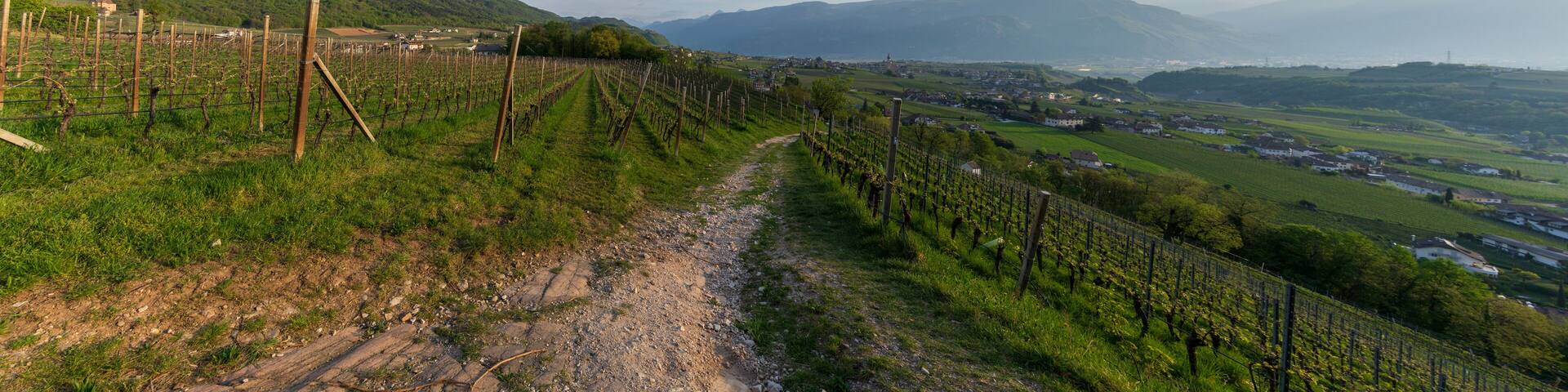 Cultivated fields in Eppan in Trentino Alto Adige in northern Italy. Vineyards and apple trees are the main branch of the economy in this area.