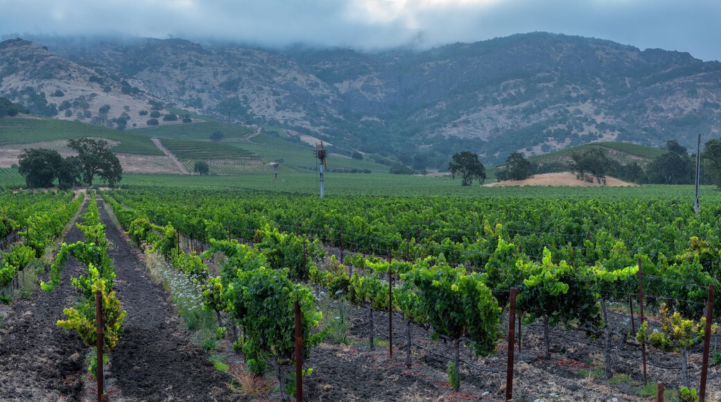 Before the sunrise in the Napa Valley panorama