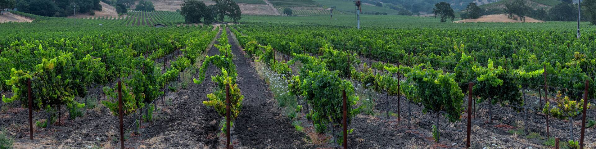 Before the sunrise in the Napa Valley panorama