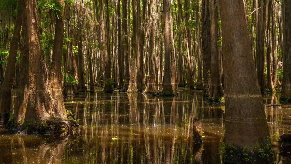 Lower Portion of a Forest of Cypress Trees Growing out of Lake Bistinaeu in Louisiana