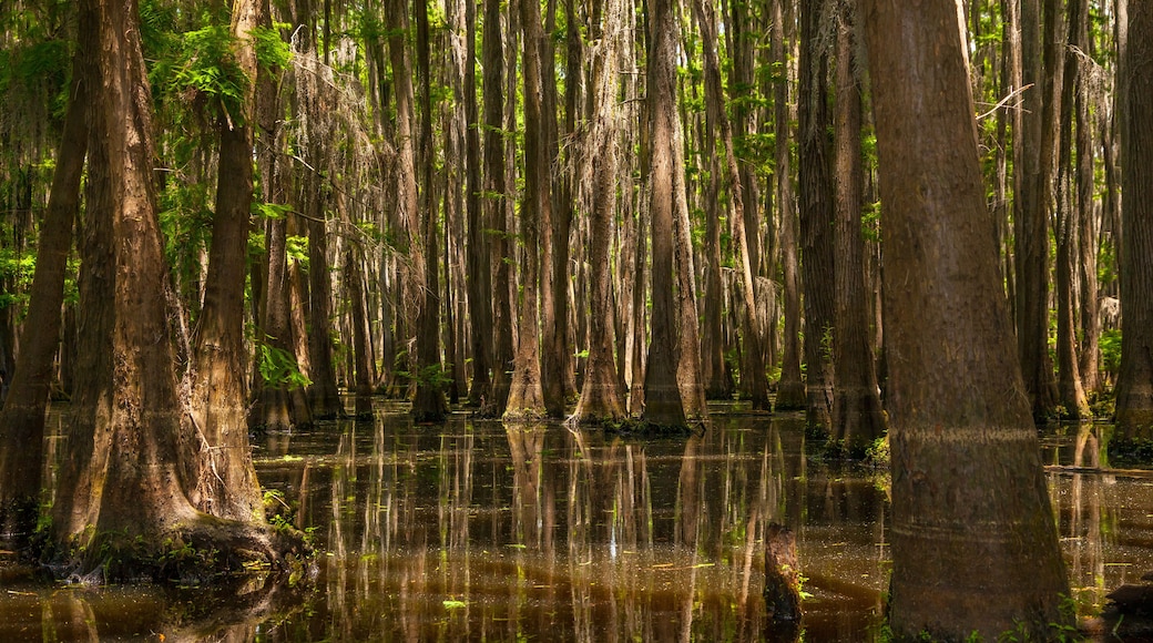 Lower Portion of a Forest of Cypress Trees Growing out of Lake Bistinaeu in Louisiana