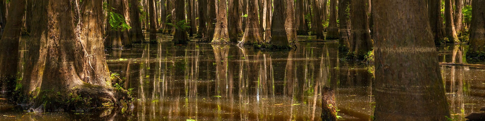 Lower Portion of a Forest of Cypress Trees Growing out of Lake Bistinaeu in Louisiana