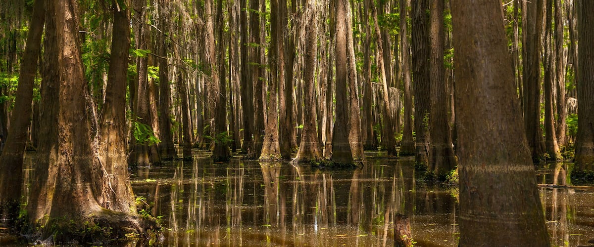 Lower Portion of a Forest of Cypress Trees Growing out of Lake Bistinaeu in Louisiana