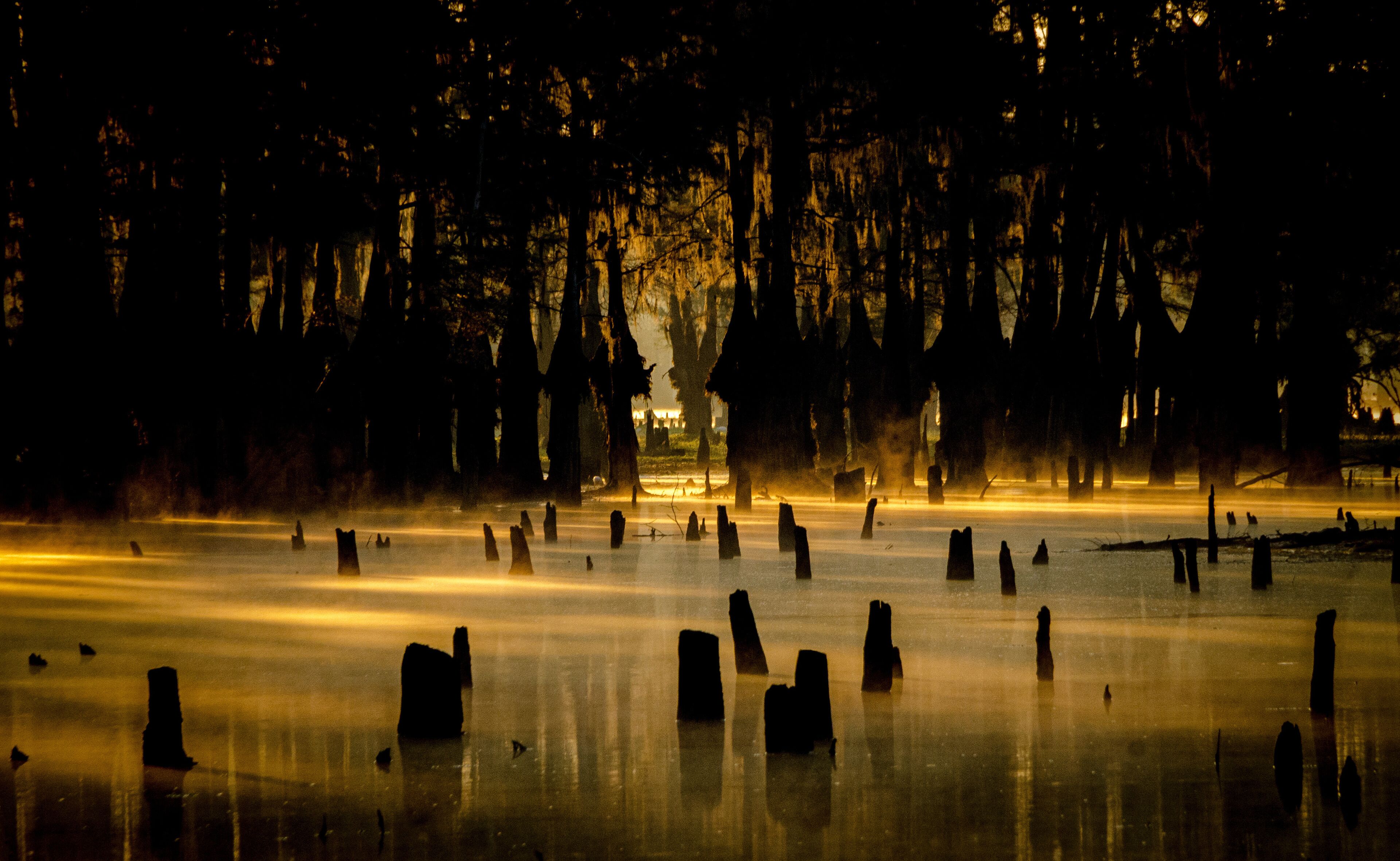 A misty forest with tall trees and numerous tree stumps in a body of water.