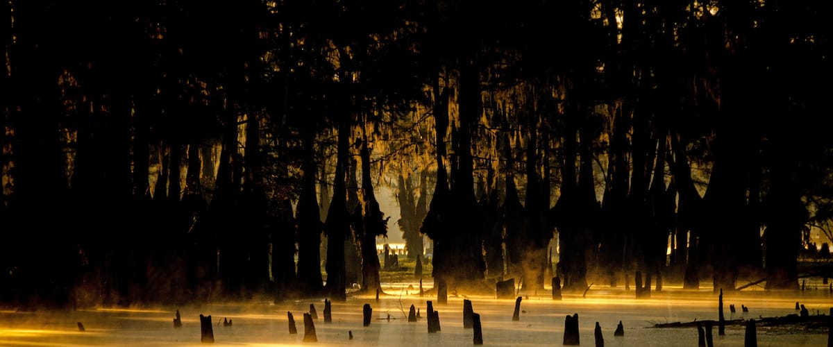 A misty forest with tall trees and numerous tree stumps in a body of water.