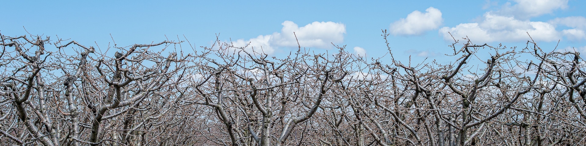 Orchard in the vicinity of Niagara Falls during spring in Ontario, Canada