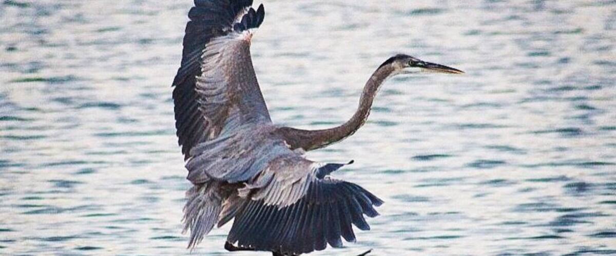 When in #Cabo for business, I like to stay near the estuary. Then, early in the morning before I have to start with meetings, I take a walk by sunrise to admire birds flocking in the beach and river. Then on to a productive day! #LifeAtExpedia #LosCabos #Mexico #beach #birdwatching