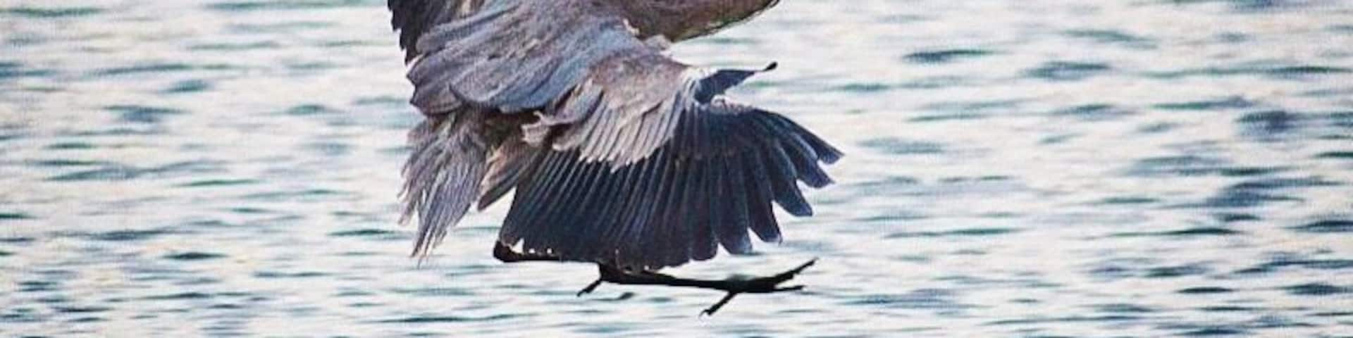 When in #Cabo for business, I like to stay near the estuary. Then, early in the morning before I have to start with meetings, I take a walk by sunrise to admire birds flocking in the beach and river. Then on to a productive day! #LifeAtExpedia #LosCabos #Mexico #beach #birdwatching