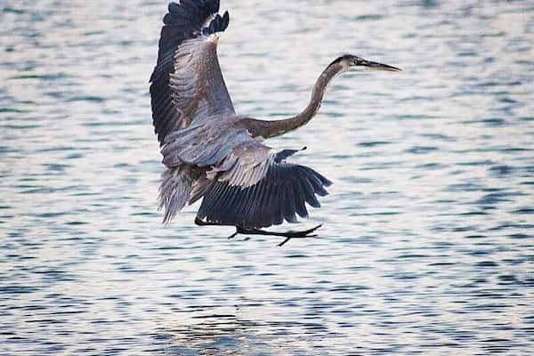 When in #Cabo for business, I like to stay near the estuary. Then, early in the morning before I have to start with meetings, I take a walk by sunrise to admire birds flocking in the beach and river. Then on to a productive day! #LifeAtExpedia #LosCabos #Mexico #beach #birdwatching