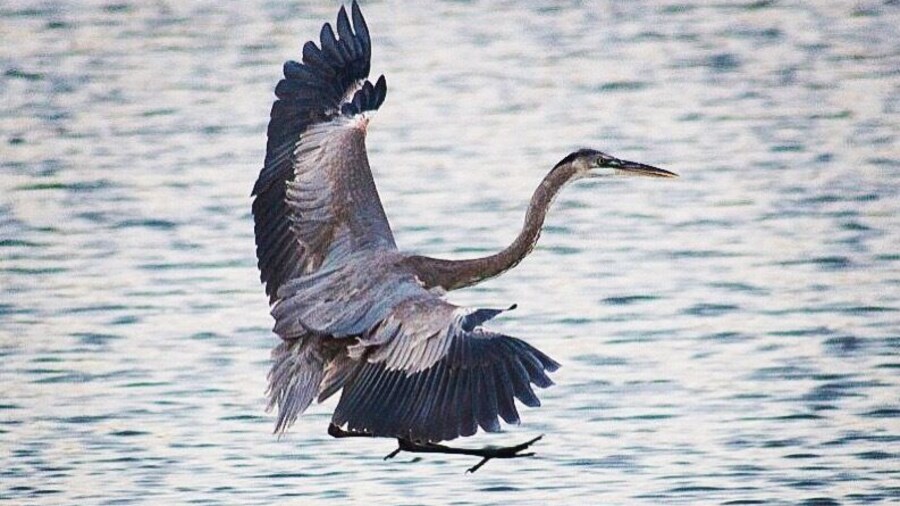 When in #Cabo for business, I like to stay near the estuary. Then, early in the morning before I have to start with meetings, I take a walk by sunrise to admire birds flocking in the beach and river. Then on to a productive day! #LifeAtExpedia #LosCabos #Mexico #beach #birdwatching