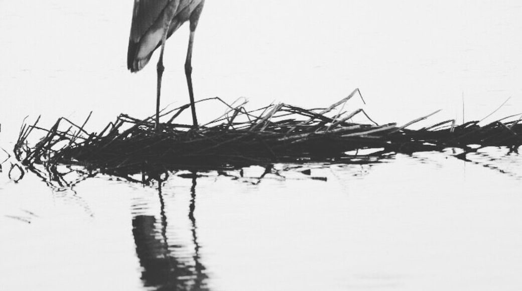 When in #Cabo for business, I like to stay near the estuary. Then, early in the morning before I have to start with meetings, I take a walk by sunrise to admire birds flocking in the beach and river. Then on to a productive day! #LifeAtExpedia #LosCabos #Mexico #beach #birdwatching