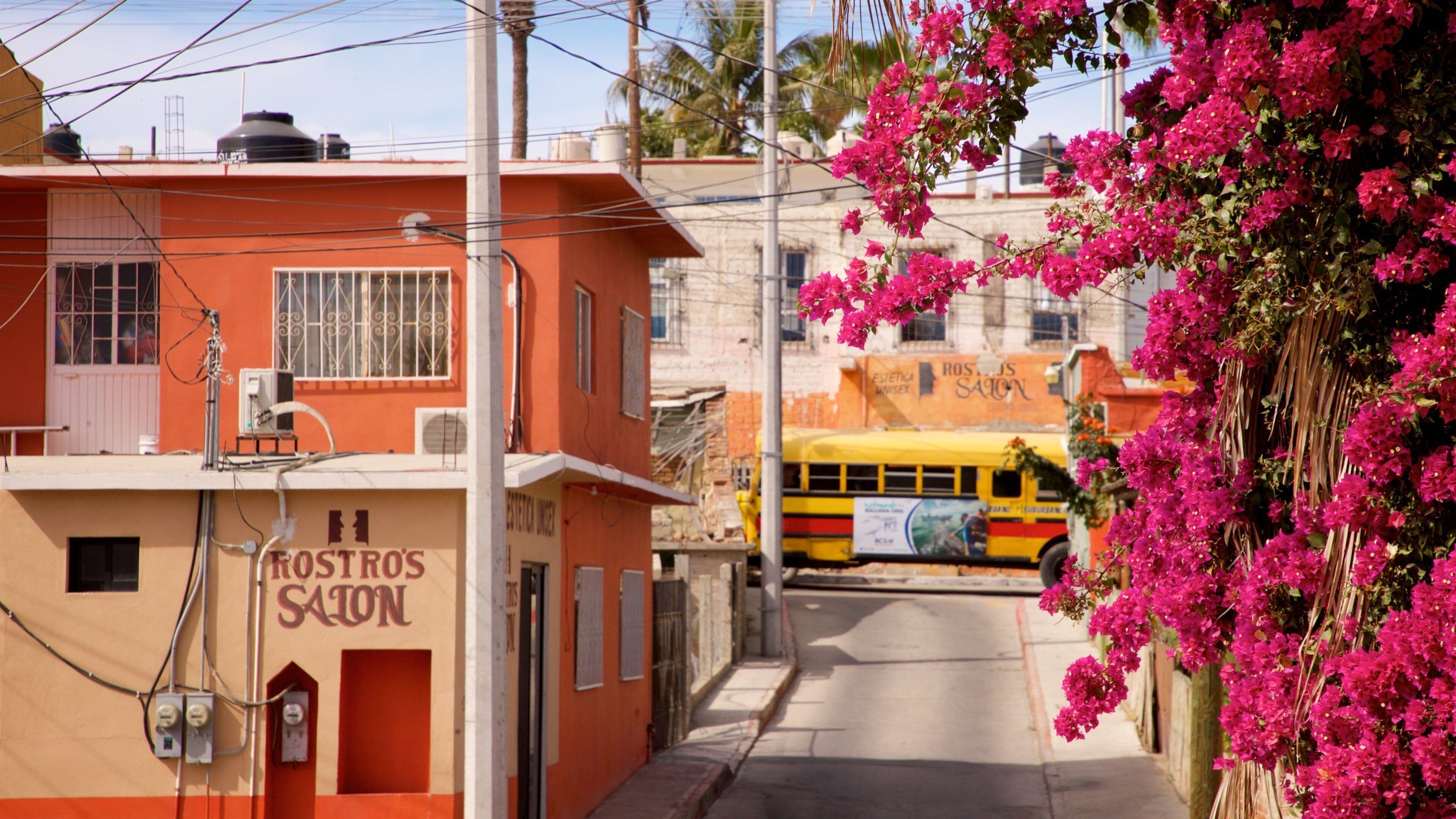 San Jose del Cabo showing wildflowers