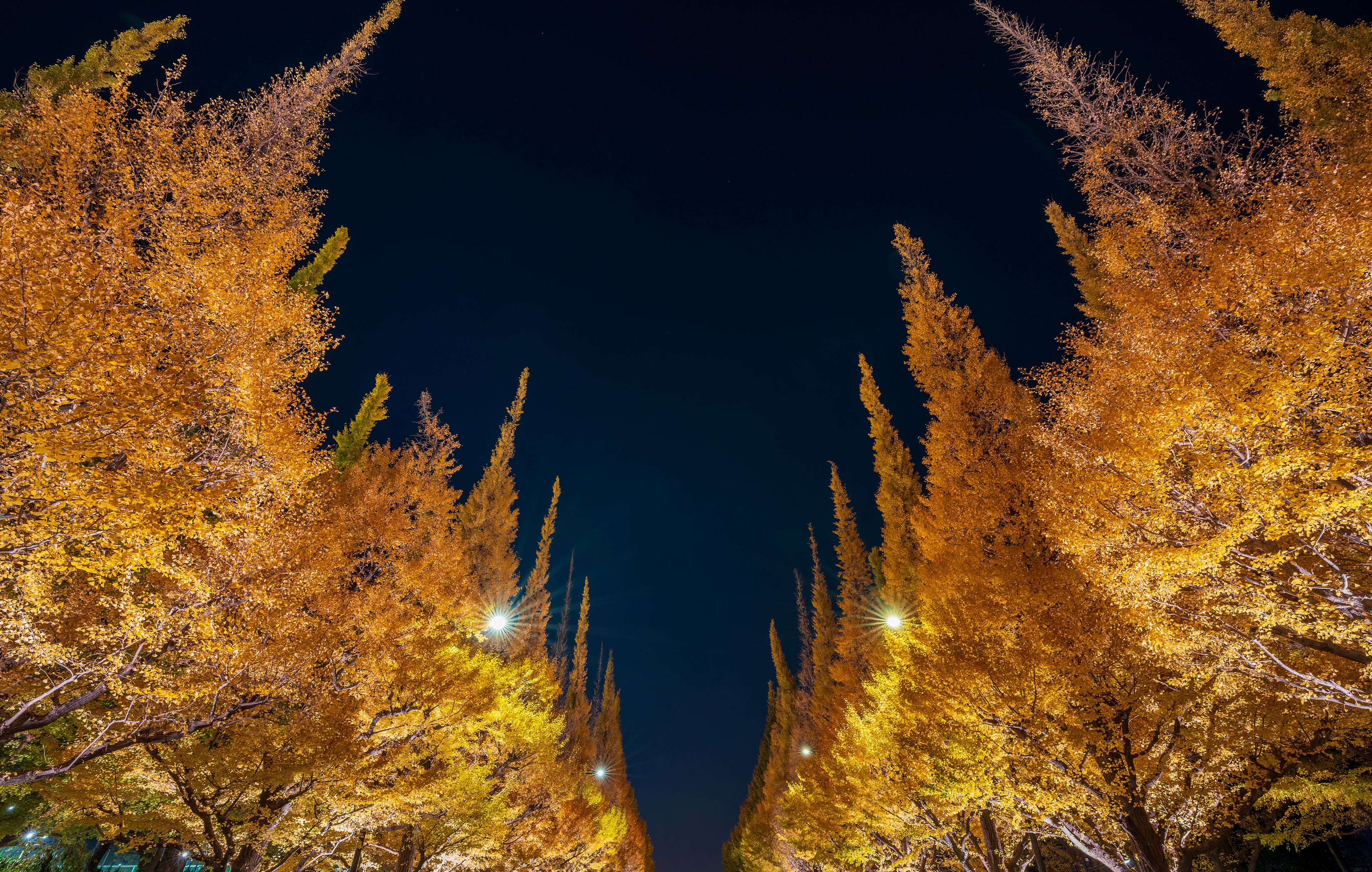 Meiji Jingu Gaien Ginkgo Avenue night illumination low angle view of golden trees against dark sky. Shinjuku, Tokyo, Japan.