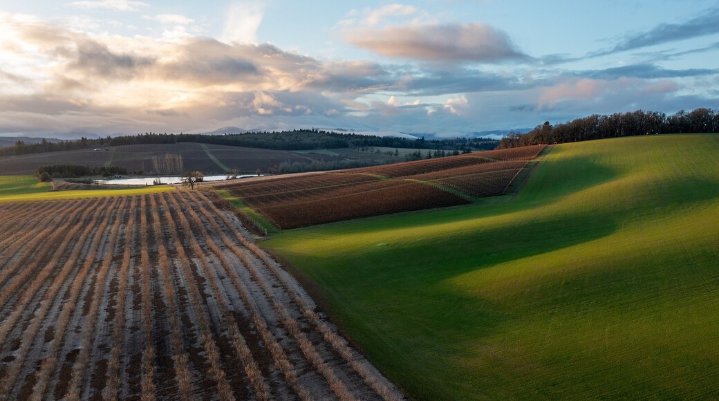 Mixed Use Agriculture Landscape in the Willamette Valley, Oregon, near Monmouth, OR, Aerial Photo - Wine/Vineyard, Grass,