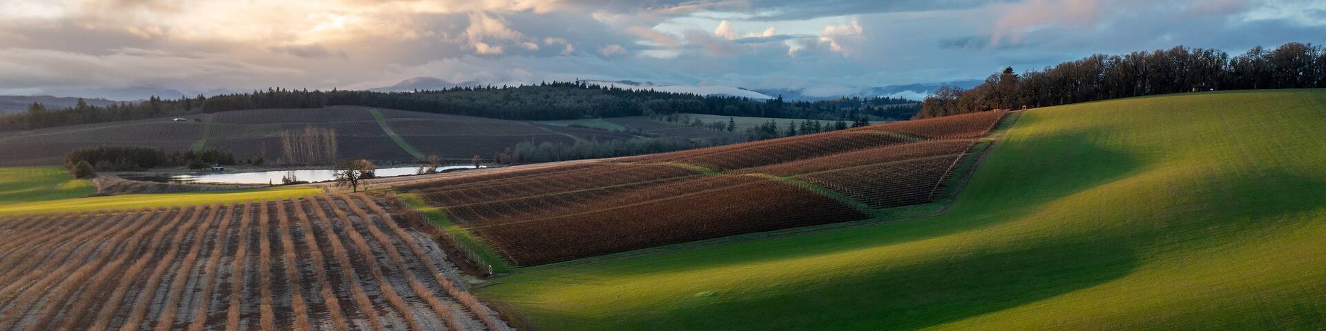 Mixed Use Agriculture Landscape in the Willamette Valley, Oregon, near Monmouth, OR, Aerial Photo - Wine/Vineyard, Grass,