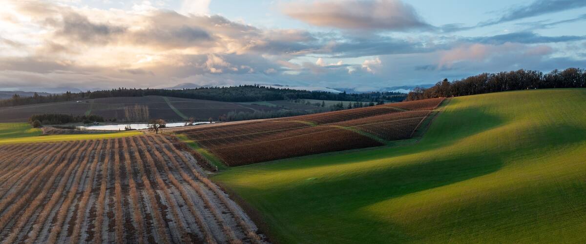 A vast agricultural landscape with terraced fields and a distant forested area.