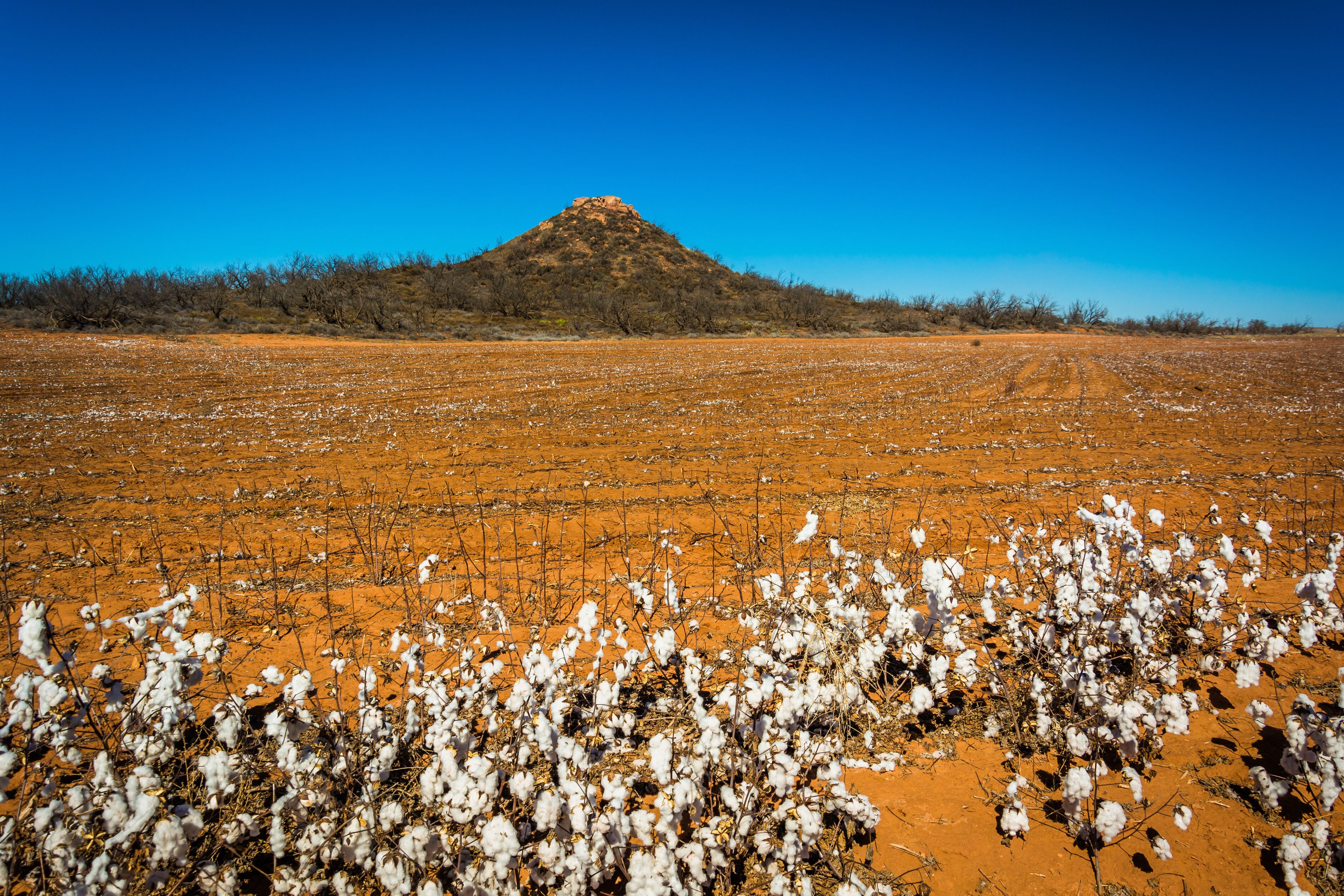 Cotton and a small mountain near Memphis, Texas.