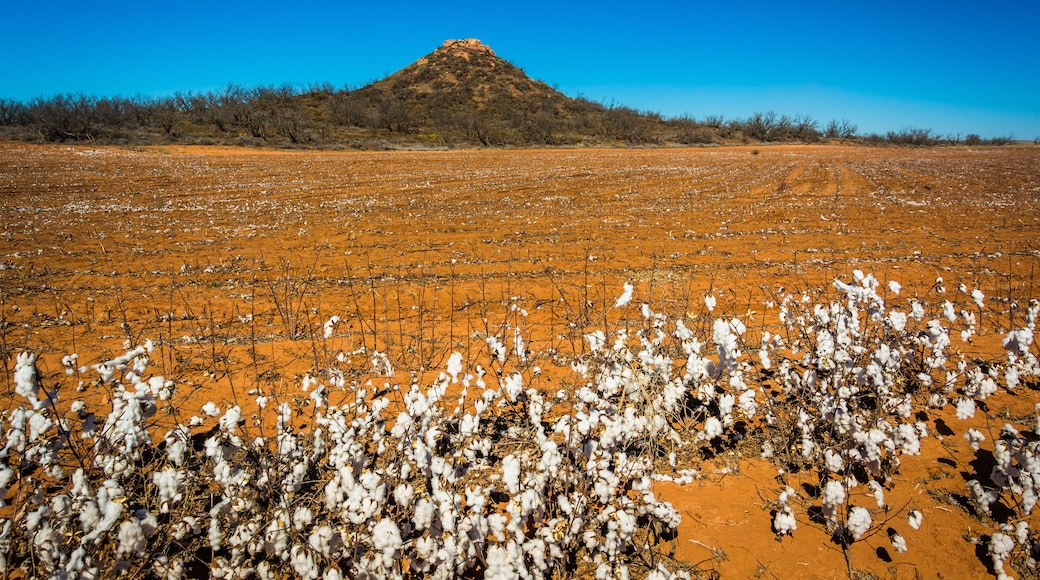 Cotton and a small mountain near Memphis, Texas.