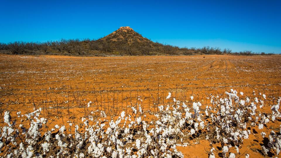 Cotton and a small mountain near Memphis, Texas.
