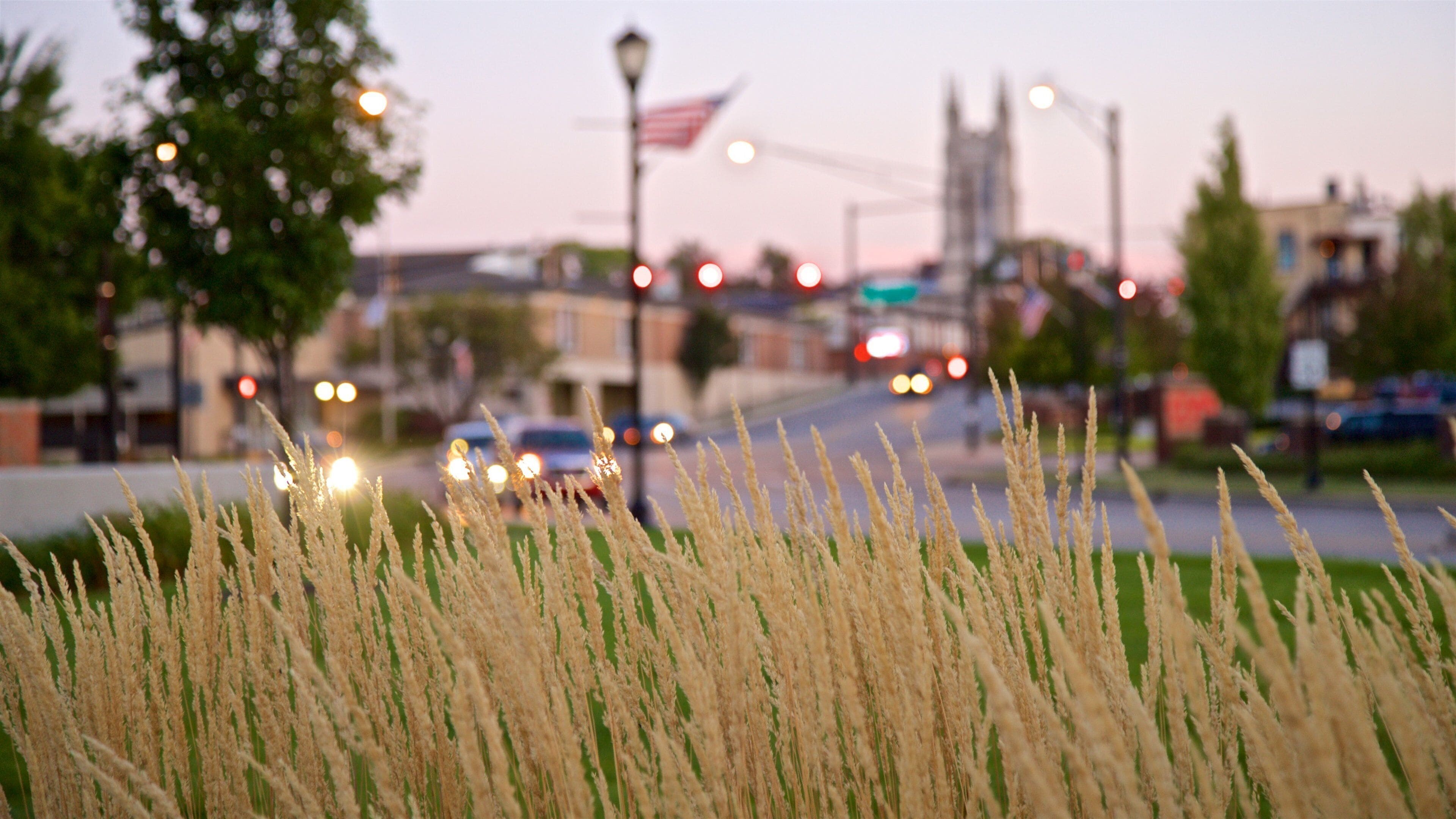 A cityscape with a blurred foreground of tall grass, a bridge, and buildings in the background.