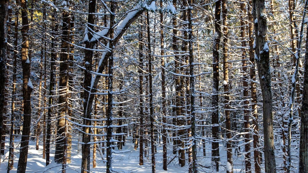 Sun shinning through the trees in Council Grounds State Park, Merrill, Wisconsin after a snow storm