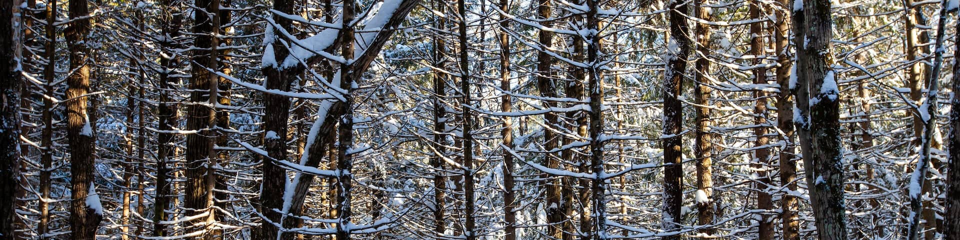 Sun shinning through the trees in Council Grounds State Park, Merrill, Wisconsin after a snow storm