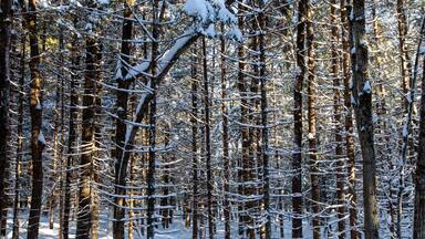 Sun shinning through the trees in Council Grounds State Park, Merrill, Wisconsin after a snow storm