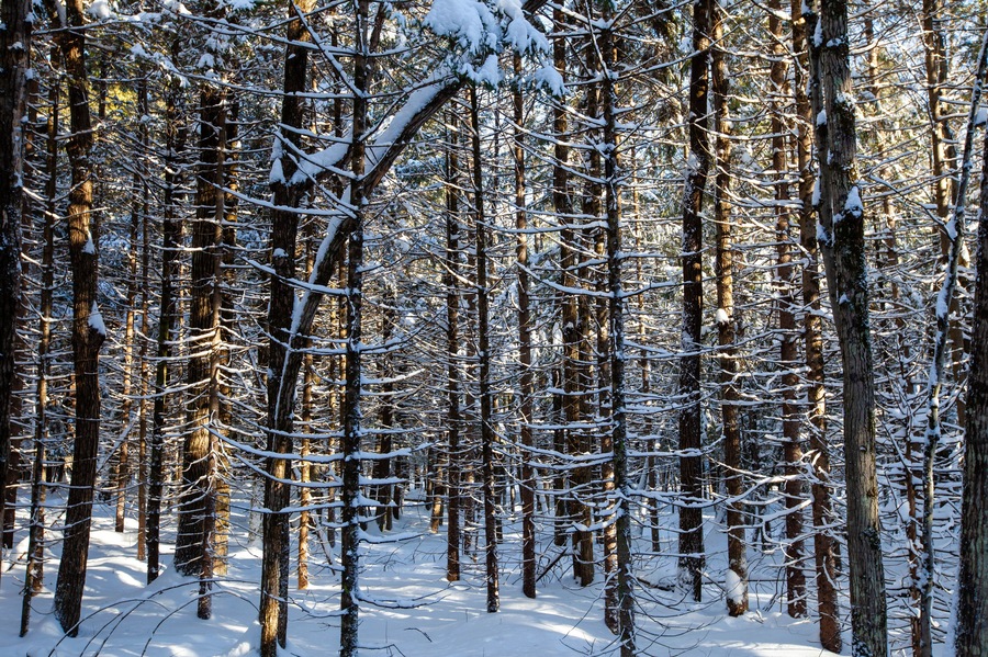 Sun shinning through the trees in Council Grounds State Park, Merrill, Wisconsin after a snow storm