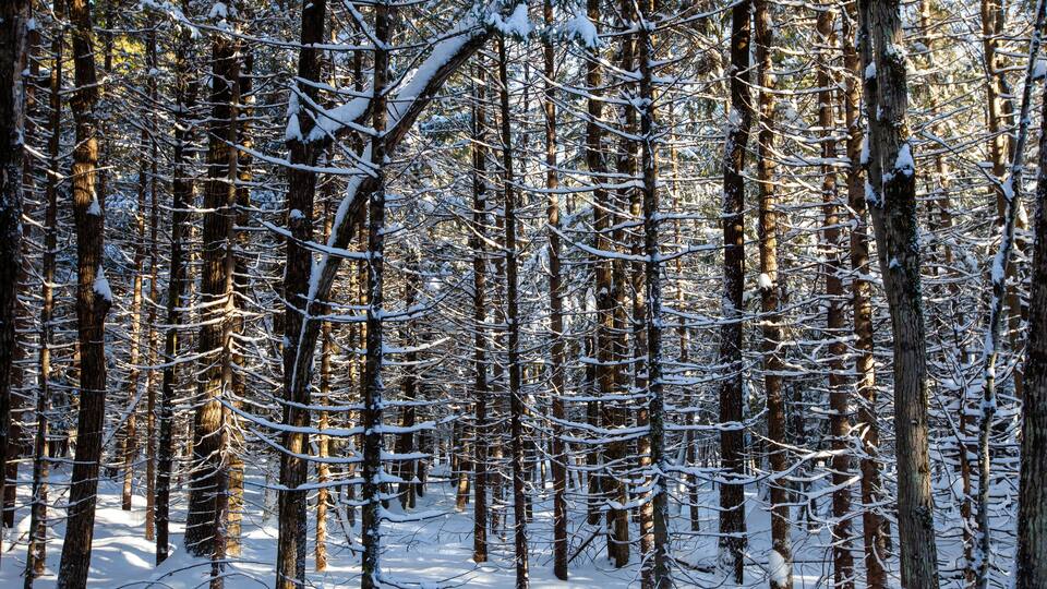 A dense forest of tall, snow-covered trees.