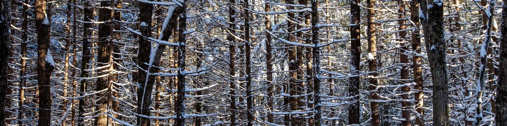 Sun shinning through the trees in Council Grounds State Park, Merrill, Wisconsin after a snow storm