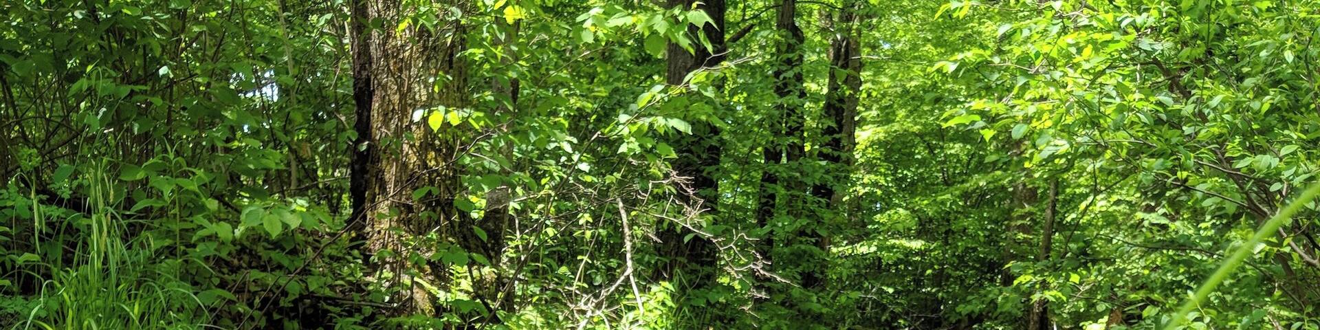 Quiet stream flowing on a trail in the park.
