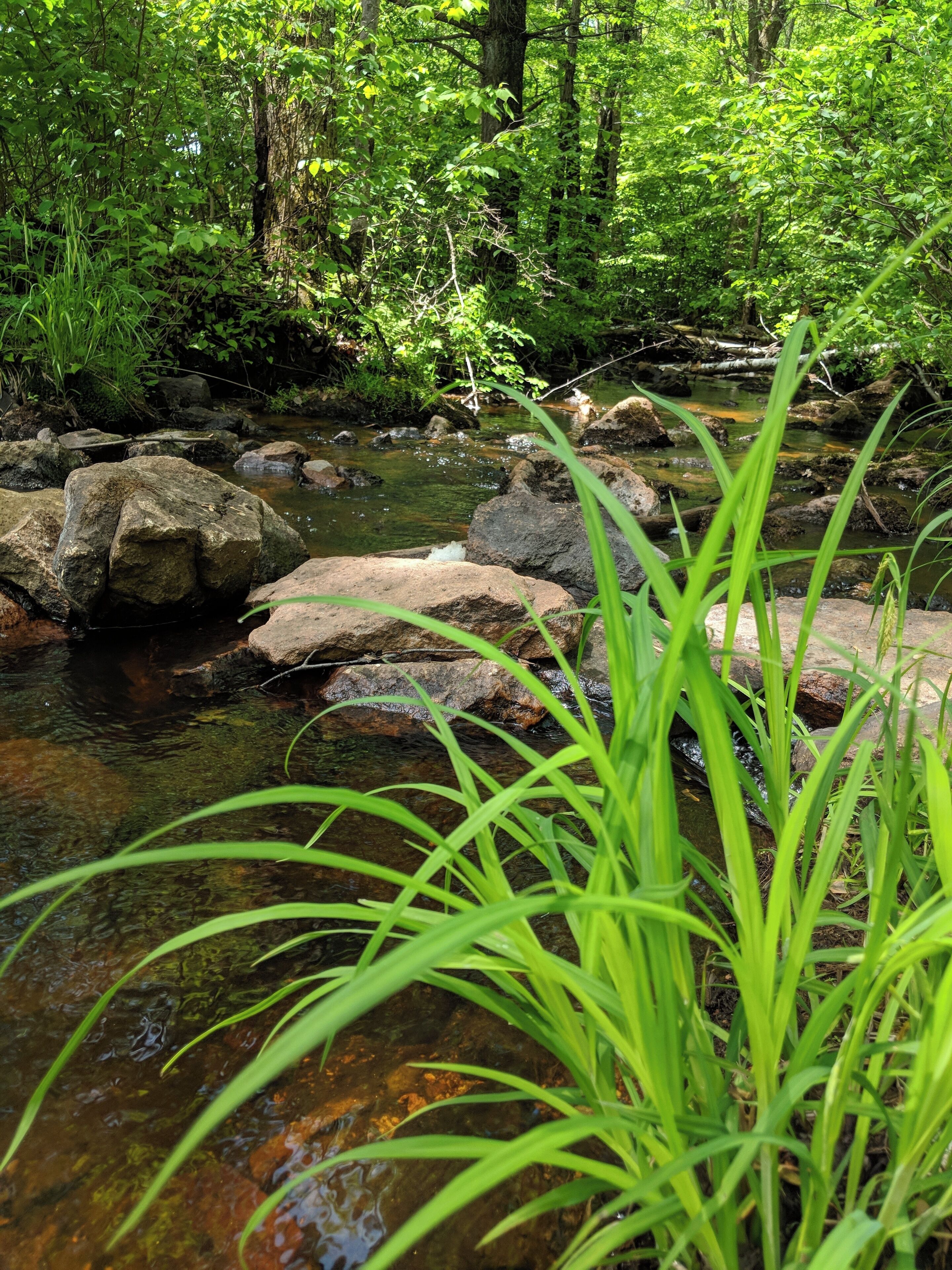 A stream with rocks and green plants.